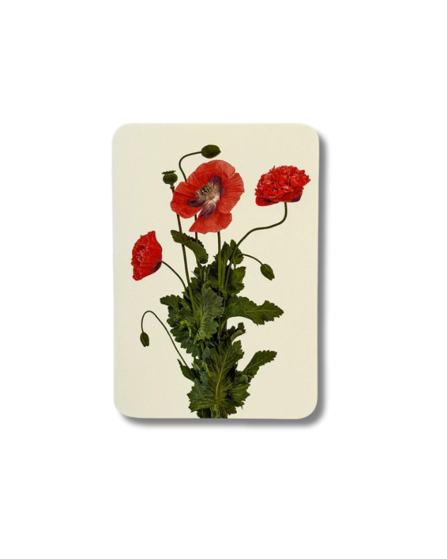 CANONBURY PRESS Wild Poppies Greeting Card