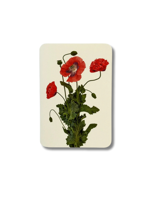 CANONBURY PRESS Wild Poppies Greeting Card