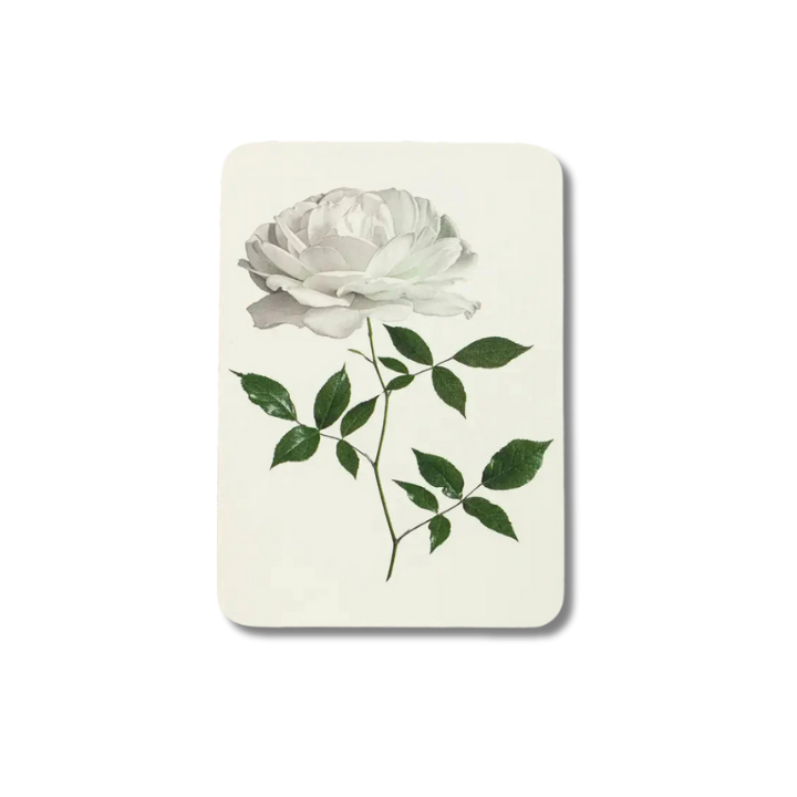 CANONBURY PRESS White Rose Greeting Card