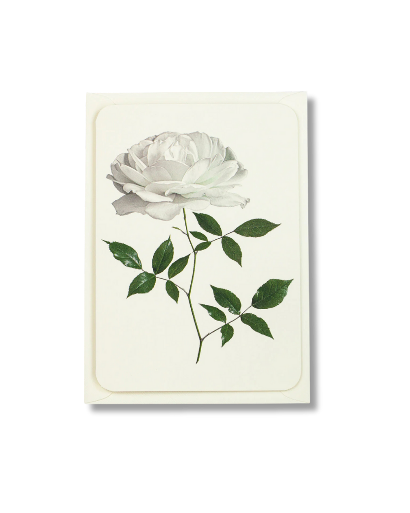 CANONBURY PRESS White Rose Greeting Card