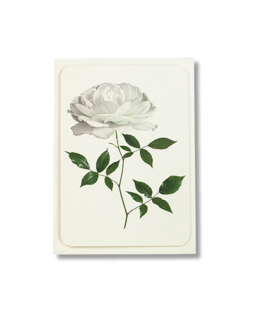 CANONBURY PRESS White Rose Greeting Card